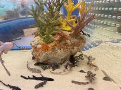 -上海海洋水族馆