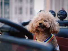 -百好乐宠物友好餐厅(朝外大街店)