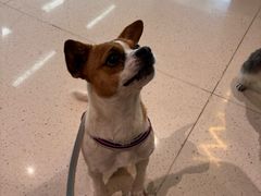 -帕帕拉兹宠物(亚洲旗舰店)