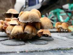 -三叶眼镜城(青云路店)