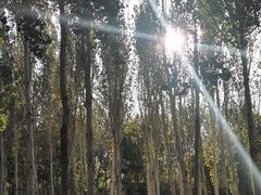 -大兴滨河森林公园