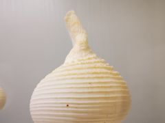 -青岛贝壳博物馆