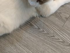 -猫十亿·布偶金渐层·曼基康矮脚猫舍(青年路店)