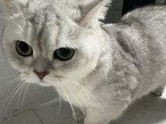 -屋虎猫馆(宝安大仟里店)