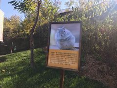 -欢乐松鼠谷