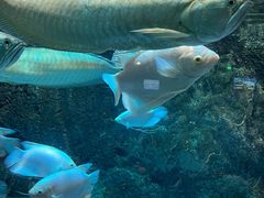 -太平洋海底世界