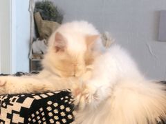 -平行世界·猫咖(首经贸店)