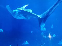 -烟台海昌鲸鲨海洋公园