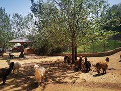 -大连森林动物园