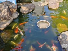 -花果山庄•现烤荔枝柴烧鹅