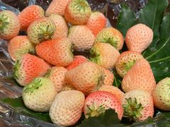 -领仕扒房(长春店)