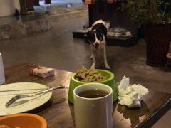 -百好乐宠物友好餐厅(朝外大街店)