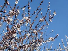 -桃花堤公园