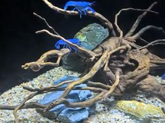 -上海海洋水族馆
