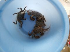 -阳澄湖大闸蟹·琼灵阁牌品牌连锁(吴中总店)