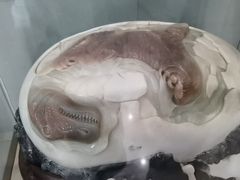 -西峡恐龙遗迹园