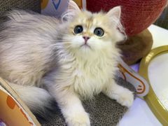 -小猫来了·猫咪专售(红山六九七九店)