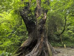 -莫里热带雨林景区