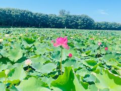 -荷塘月色湿地公园·向阳花洲