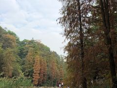 -云溪植物园