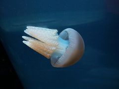 -悉尼海洋生物水族馆