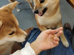 -柴源莊·柴小宠柴犬咖啡