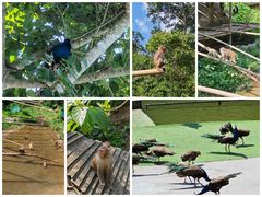 -西双版纳原始森林公园