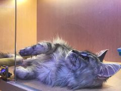 -Pets First伊珊娜洗护·精致美容·家庭式寄养(新会路店)