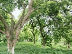 -张坝桂圆林公园