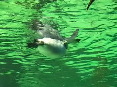 -悉尼海洋生物水族馆
