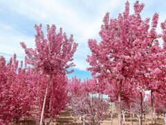-甜心庄园·甜心草莓采摘园(西青中北店)