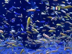 -成都浩海立方海洋公园