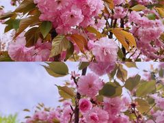 -长白岛森林公园