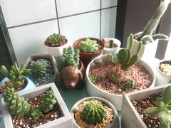 -蜜蜂小象·榴莲千层蛋糕(时代汇11栋店)