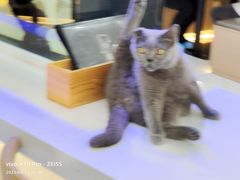 -喵园·猫主题咖啡厅·撸猫·猫咖(国贸店)