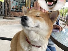 -柴犬高等学院·狗咖·柴犬售卖·宠物训练