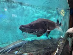 -太平洋海底世界