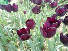 -洛阳郁金香牡丹园