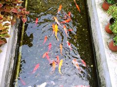 -老洋房花园饭店(绍兴路店)