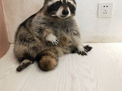 -浣熊柯尔鸭土拨鼠·电玩咖