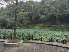 -重庆彩云湖湿地公园