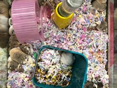 -钓仓鼠(洋桥北里小区店)