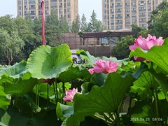 -陈家山荷花公园