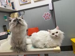 -伟伟宠物医院·瑞派猫友好医院·猫科(光谷店)