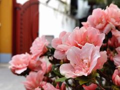 -龙华寺