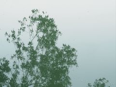 -金花茶公园
