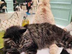 -安格丽娜·狗咖·猫咖羊驼咖(春熙路百盛商场店)