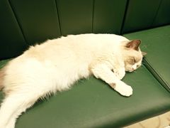 -安格丽娜·狗咖·猫咖羊驼咖(春熙路百盛商场店)