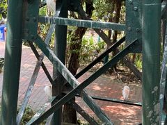 -吉隆坡雀鸟公园