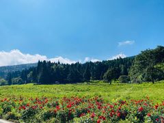 -武陵山森林公园